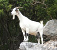 la cabro de moussu seguin