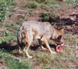 la cabro de moussu seguin