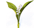 brout de muguet