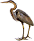 Ardea purpurea