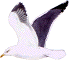 Larus fuscus