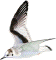 Larus minutus