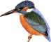 Alcedo atthis