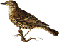 Turdus viscivorus