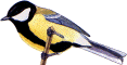 Parus major