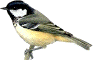 Parus ater