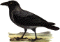 Corvus corone cornix