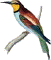 Merops apiaster