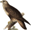 Buteo lagopus