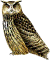 Bubo bubo