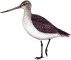 Limosa lapponica