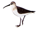 Calidris ferruginea