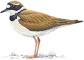 Charadrius dubius