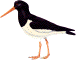 Haematopus ostralegus